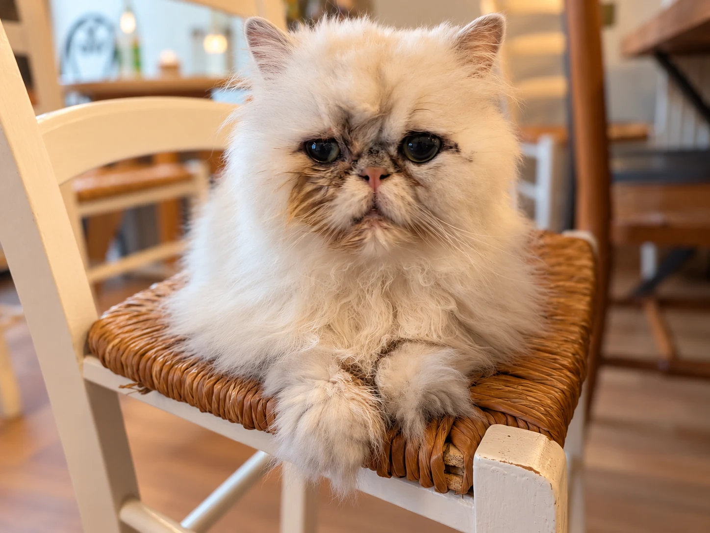 Portrait de Aslan