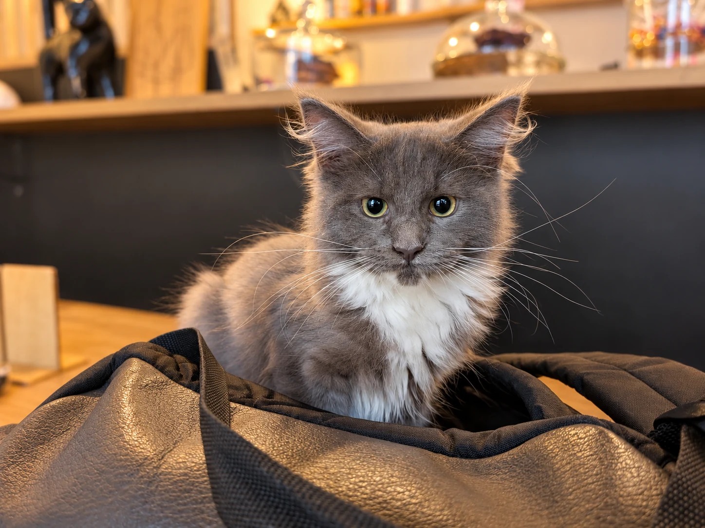 Portrait de Bella