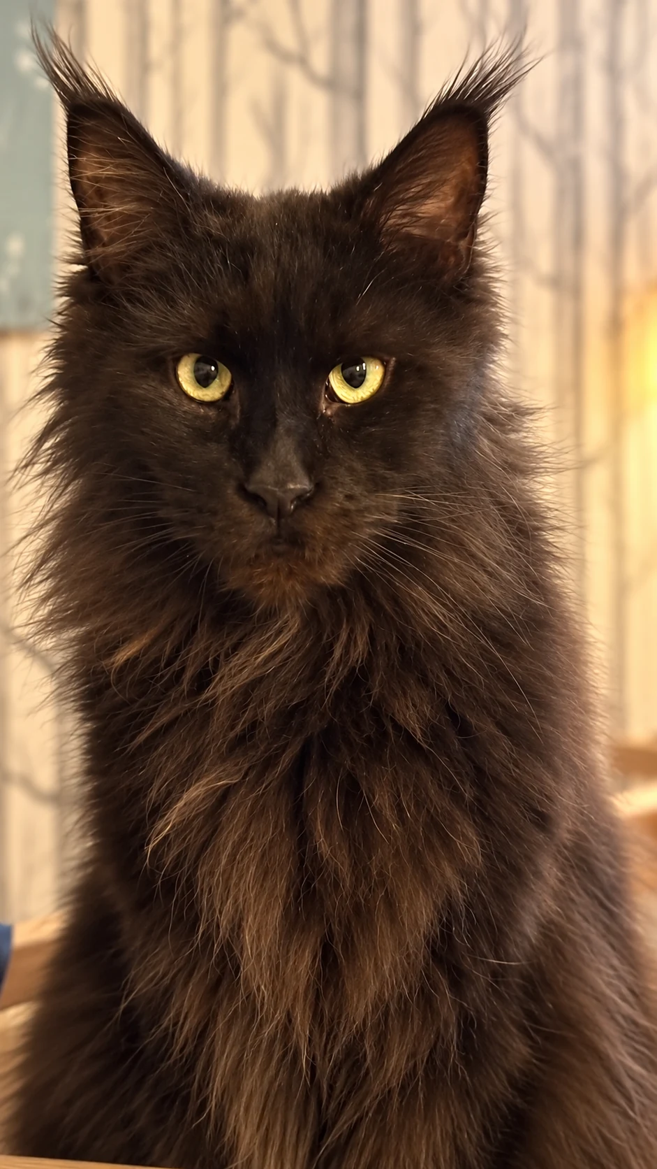 Portrait de Thor